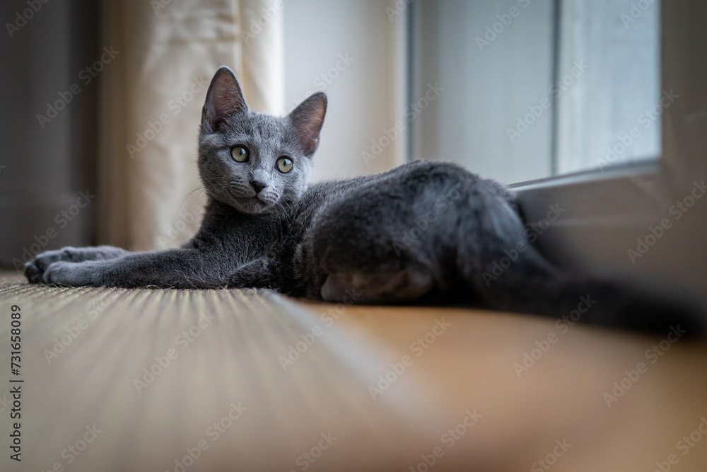 A cute russian blue cat