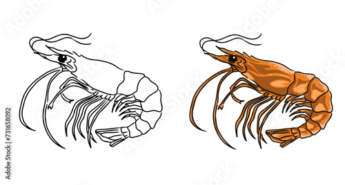 Shrimp vector coloring page image. Shrimp vector. Shrimp sketch
