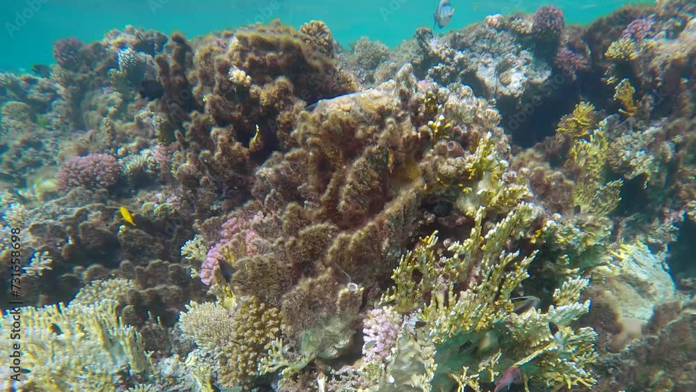 Close-up of algae covers beautiful coral reef in shallow water in a coral garden, tropical fish swim nearby, Slow motion Close-up of algae covers beautiful coral reef in shallow water in a coral garden, tropical fish swim nearby, Slow motion