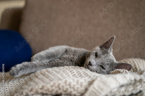 A cute russian blue cat