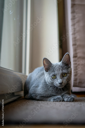 Fototapeta Naklejka Na Ścianę i Meble -  A cute russian blue cat