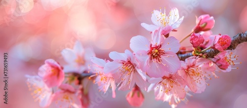 A flowering plant event showcasing a close-up of a cherry blossom twig with magenta petals on a pink flowered tree.