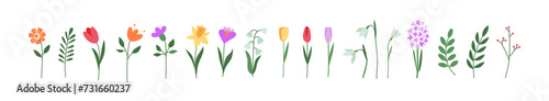 Colorful first spring flowers. Tulip, crocus, snowdrop, hyacinth, narcissus. Botanical drawing. Hand drawn doodles. Great for greeting cards, backgrounds, tattoo. Woman's day, mother's day, wedding.