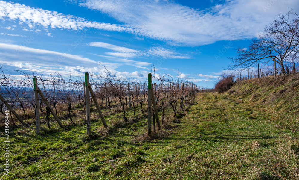 Rows of vineyard on green and yellow grass. Blue sky with clouds.