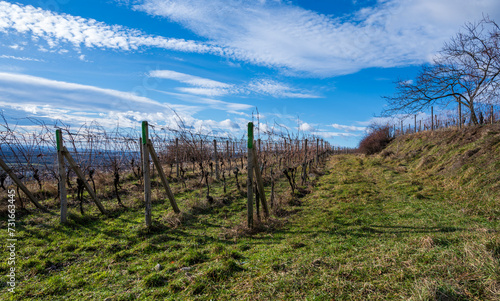 Rows of vineyard on green and yellow grass. Blue sky with clouds.