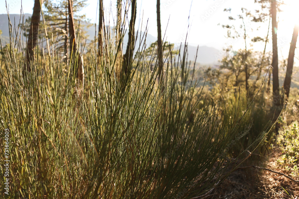 Fototapeta premium Equisetum Arvense plants in the mountain