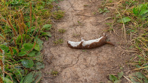 The car hit the Least Weasel (Mustela nivalis) at night on a field road
