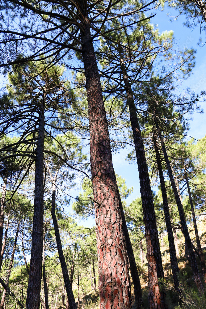 Pinus Nigra forest in Sierra de Cazorla y Segura Pinus Nigra forest in Sierra de Cazorla y Segura