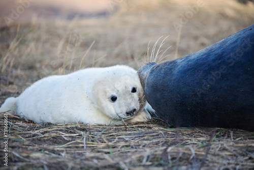 A female grey seal affectionately caring for her newly born pup.  photo