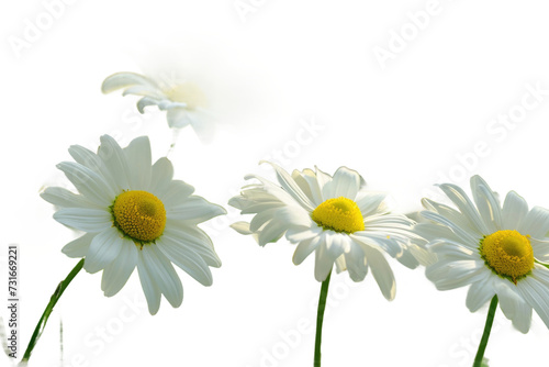 Daisy Flowers on Transparent Background  PNG 