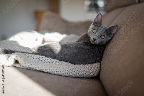 Canvas Print A cute russian blue cat