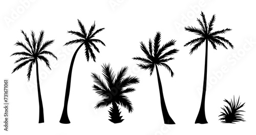 Set of palm tree black silhouettes. Tropical exotic plant icons. Vector monochrome illustrations isolated on transparent background.