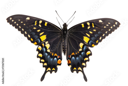 Eastern Black Butterfly Beauty on Transparent Background, PNG,