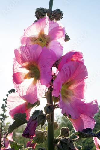 Blooming Jew's mallow (Malva). The picture is in the contour. Steppe Crimea photo