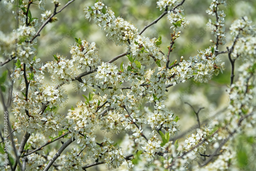 Obraz premium Blackthorn (Prunus spinosa) thornbush. Plot of forest-steppe, blooming wild fruit trees. Type of biocenosis close to natural, primal steppe. Rostov region, Russia