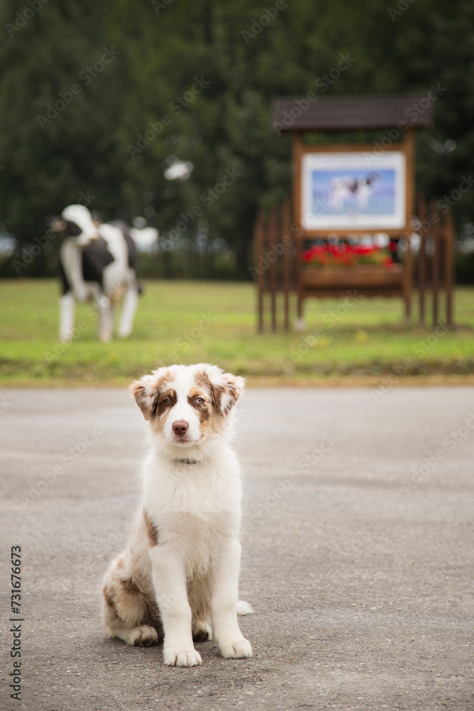 australian shepherd puppy dog sitting with a cow statue in the background australian shepherd puppy dog sitting with a cow statue in the background