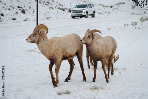 Fototapeta Naklejka Na Ścianę i Meble -  Bighorn sheep standing in a snowy winter landscape