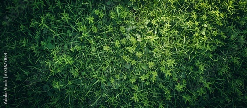 Drone's top-down view of a lush grass texture background.