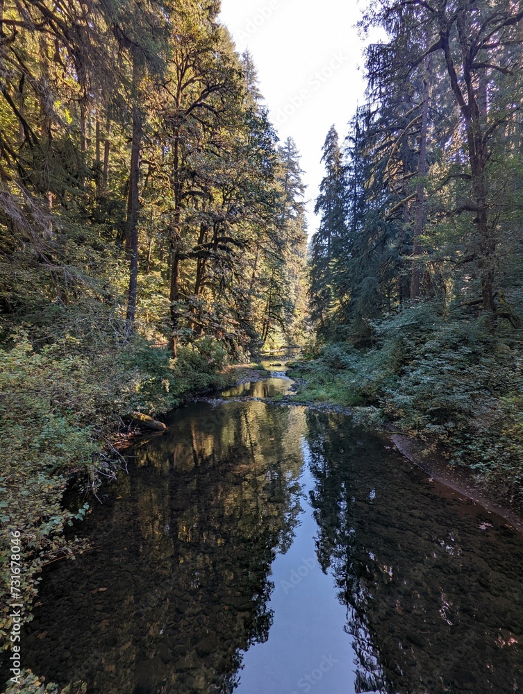 Dense green trees in the forest reflected in a calm river Dense green trees in the forest reflected in a calm river
