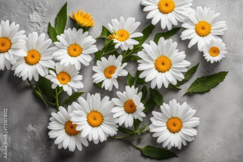 White Daisies on Grey Background