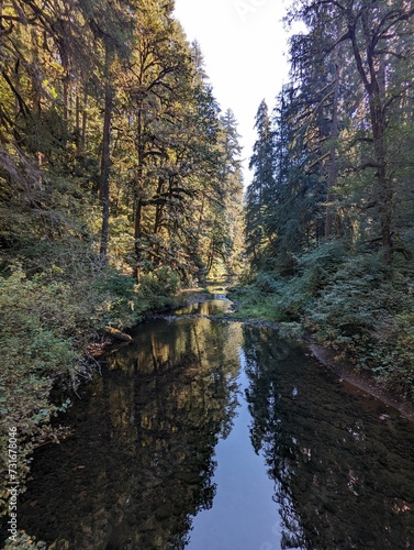 Dense green trees in the forest reflected in a calm river © Wirestock