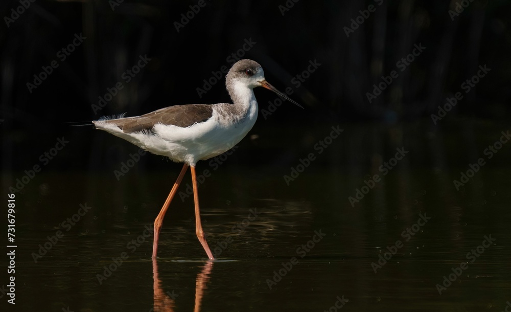 AI generated illustration of A small, nocturnal bird is seen standing on water AI generated illustration of A small, nocturnal bird is seen standing on water