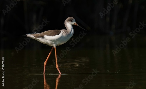 AI generated illustration of A small, nocturnal bird is seen standing on water