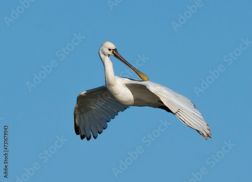 a white bird with long wings and a yellow beak against a clear blue sky