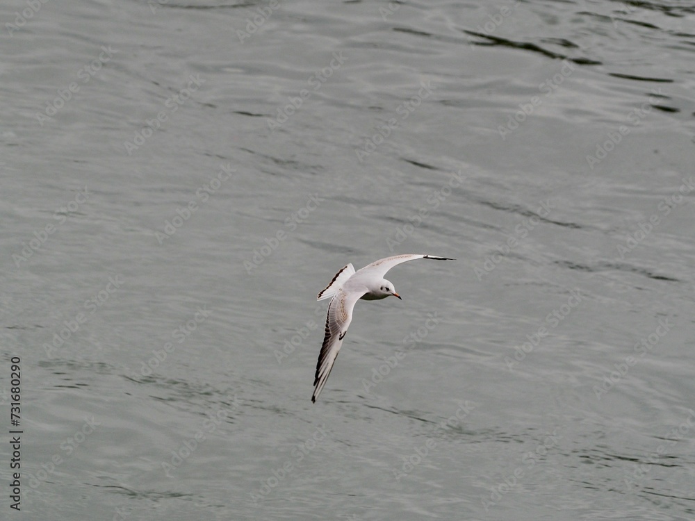 Gull flying over the sea with open wings Gull flying over the sea with open wings