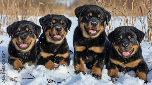 four small rotter puppy laying down in the snow with their mouths open