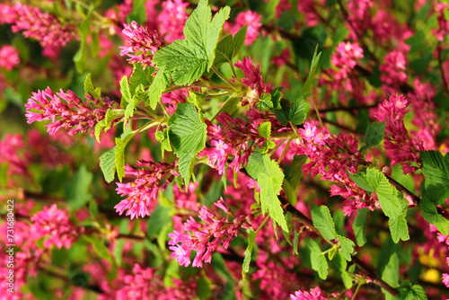 Red flowering currant  or Ribes sanguineum flowers in a garden
