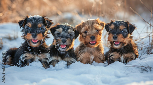 a group of puppypies in the snow, sitting together photo