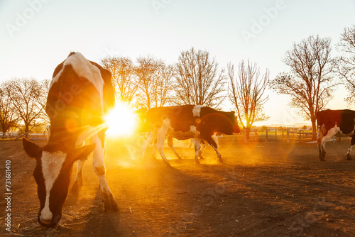 Dairy cow in dusty paddock at sunset backlit with golden light photo