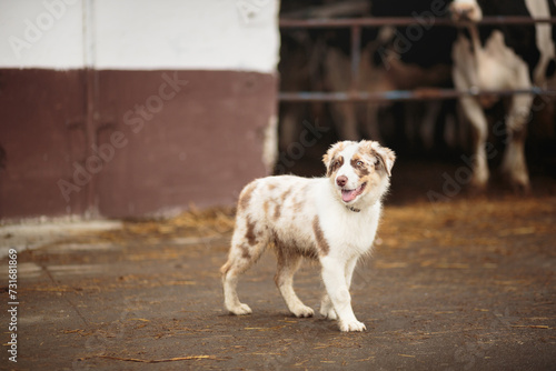 australian shepherd puppy dog standing at a cattle barn surrounded by holstein cows