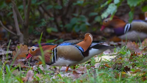 Wallpaper Mural duck eats acorns on the river bank Torontodigital.ca