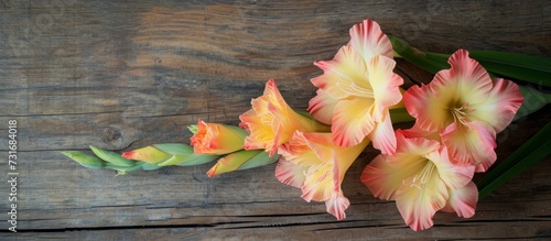 Close-up of a stunning yellow pink gladiolus on a wooden background.