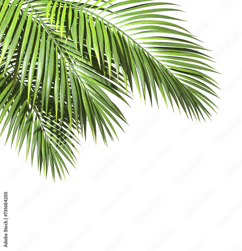 Fototapeta premium Tropical paradise palm fronds clipart on transparent backgrounds 3d rendering png