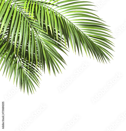 Tropical paradise palm fronds clipart on transparent backgrounds 3d rendering png photo