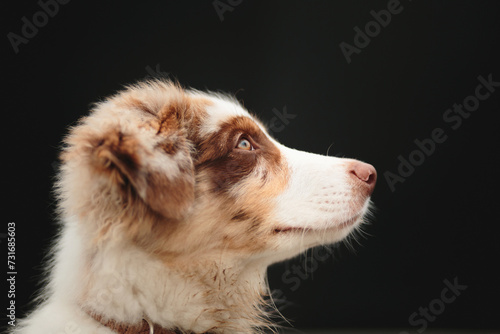 australian shepherd puppy dog sitting head profile portrait with a dark background