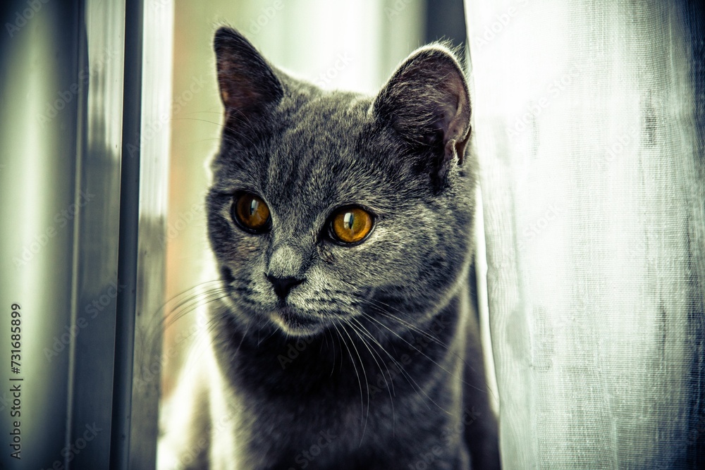 Closeup of a cute gray British short hair cat with glowing orange eyes looking out of the window
