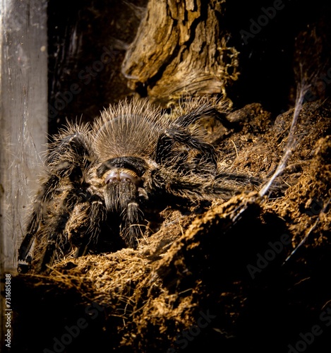 Closeup of a very large spider with hairy body