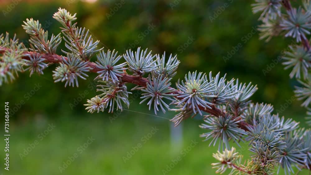 Green European Larch branch with needle leaves in summer close up Green European Larch branch with needle leaves in summer close up