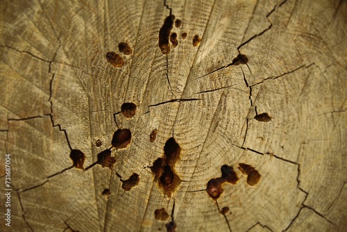 Closeup shot of the weathered bark and cavities of a tree photo