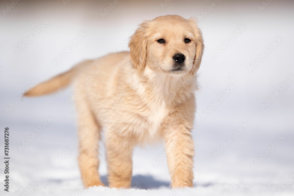 Adorable Golden Retriever puppy in the snow. Adorable Golden Retriever puppy in the snow.