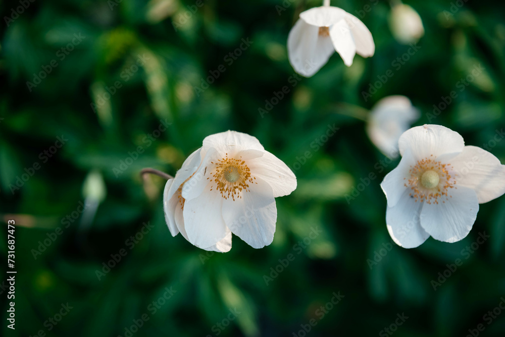 Obraz premium Anemones close-up. White anemones blooming in a field.