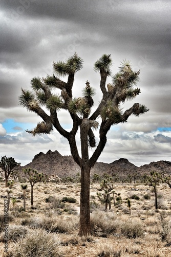Vertical shot of a Yucca brevifolia in Joshua Tree National Park in California photo