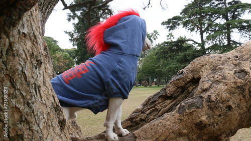 Perro blanco con buzo abrigo punk