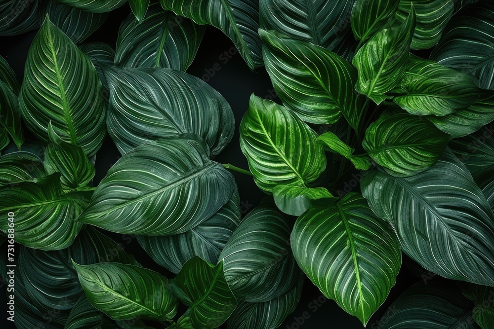 Green leaves in garden, beauty houseplant, nature abstract background Green leaves in garden, beauty houseplant, nature abstract background