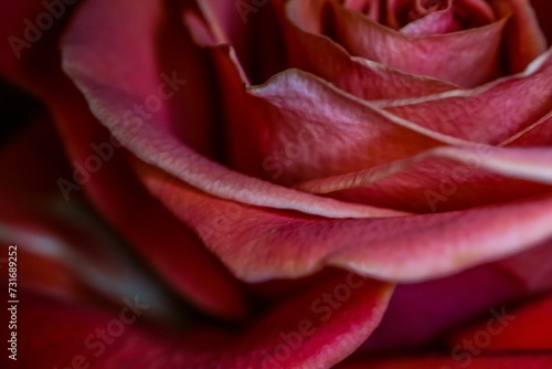 Closeup of a pink rose flower