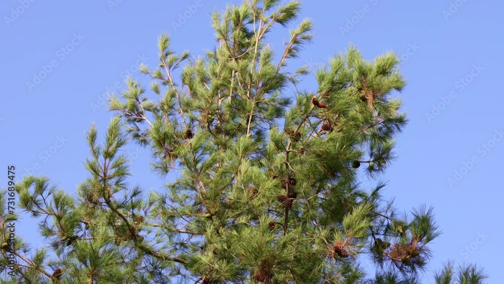 Tall green pines against the blue sky, pine tree branches swaying in the wind in summer Tall green pines against the blue sky, pine tree branches swaying in the wind in summer